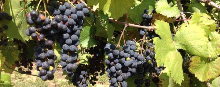 grapes at Majestic Oak Winery in Ohio