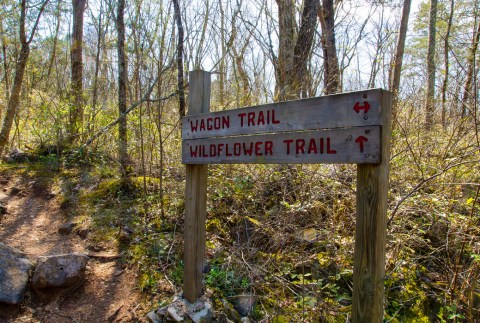 It's Impossible Not To Love This Breathtaking Wild Flower Trail In Alabama