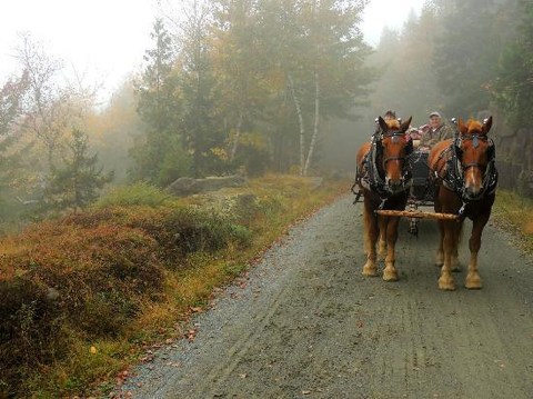 Take A Carriage Ride Through Acadia National Park For A Truly Unique Maine Experience