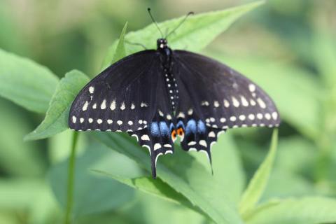 Ladew Topiary Gardens In Maryland Is Home To A Beautiful Butterfly House