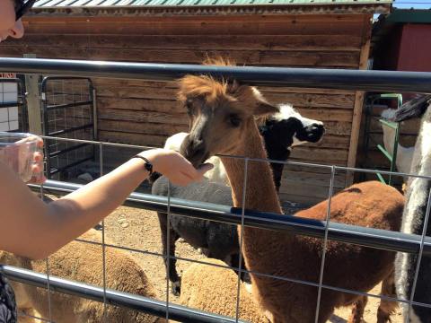 SunCrest Orchard Alpaca Farm In Colorado Makes For A Fun Family Day Trip