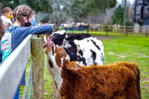 At Over 200-Acres, Spend An Afternoon Visiting With Goats, Pigs, & Cows At Critter Creek Farm Sanctuary In Florida