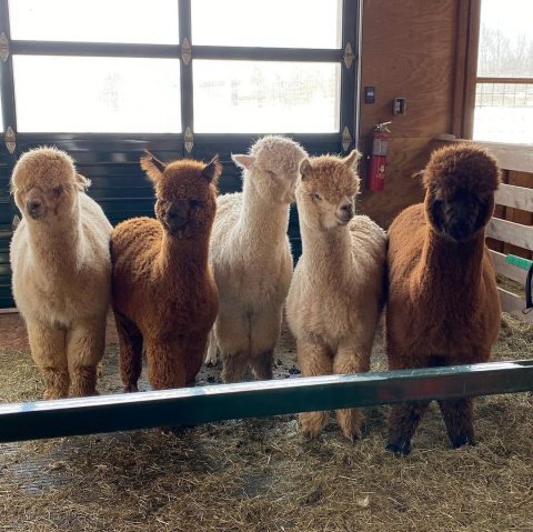 Play With Alpacas At Buck Brook Alpaca Farm In New York For An Adorable Adventure