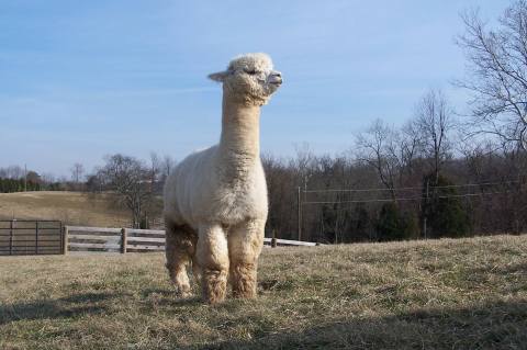 Eagle Bend Alpaca Farm In Kentucky Makes For A Fun Family Day Trip