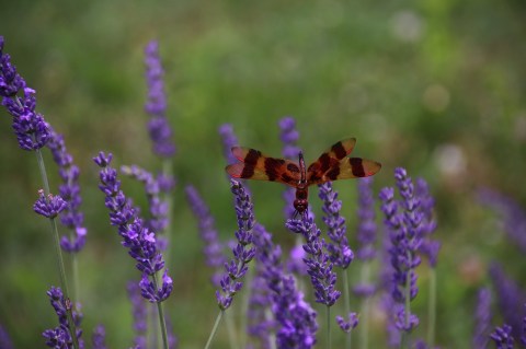 Get Lost In Hundreds Of Beautiful Lavender Plants At Fairlamb Lavender Farm Near Pittsburgh