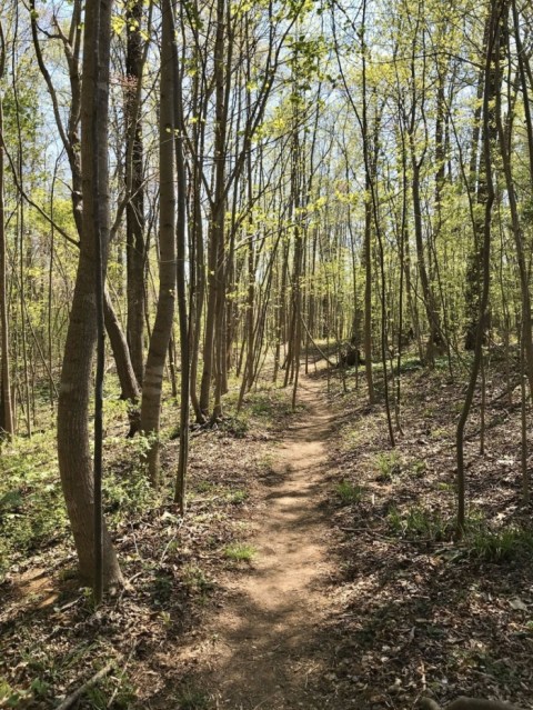 An Easy But Gorgeous Hike, Eno River Loop Leads To A Little-Known River In North Carolina