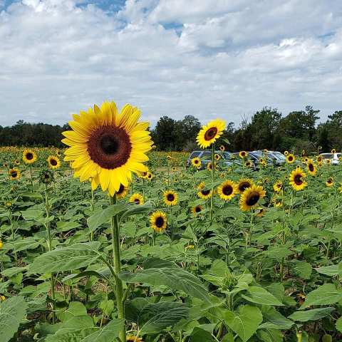 Visit Coastal Ridge Farm, A 15-Acre U-Pick Sunflower Farm In Mississippi