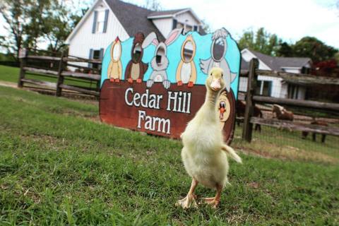 You’ll Want To Visit The Barn, A Remote Farm Restaurant In Mississippi