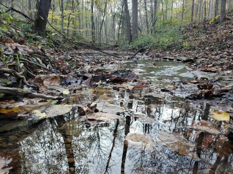 If You're Looking For A Challenge This Summer, Beaman Park Has A Hike You Need To Try In Nashville