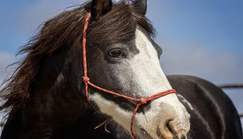 Cuddle The Most Adorable Rescued Farm Animals For Free At Kindness Ranch Animal Sanctuary In Wyoming