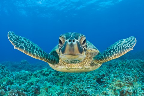 Most People In South Carolina Don't Know About The Amazing Sea Turtle Hospital At The SC Aquarium