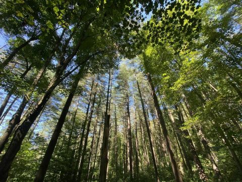 Vista Point Is A Gorgeous Forest Trail In Ohio That Will Take You To A Hidden Overlook