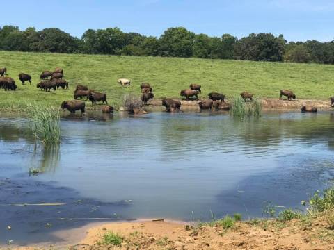 Take An Offroad Adventure To Visit A Giant Herd of Iowa Bison