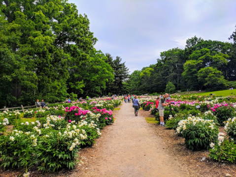 A Trip To This Neverending Peony Garden Near Detroit Will Make Your Spring Complete