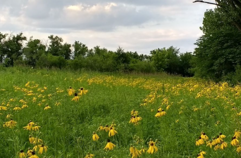 Chisholm Creek Is An Easy Hike In Kansas That Takes You To An Unforgettable View