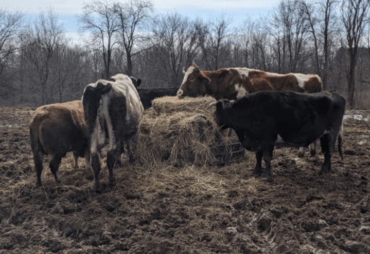 feeding time at SASHA Farm Animal Sanctuary in Michigan