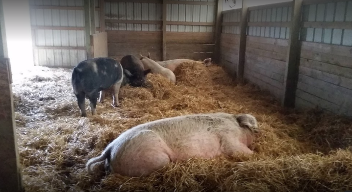 pigs at SASHA Farm Animal Sanctuary in Michigan