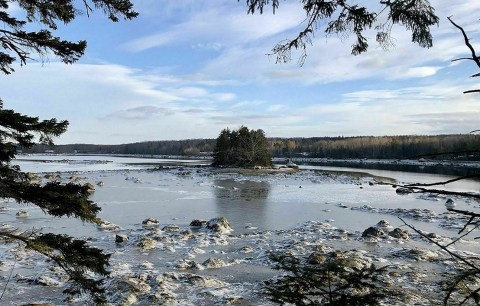 One Of The Only Places To Spot Horseshoe Crabs In Maine Is Along This 1-Mile Loop Hike On The Bagaduce River