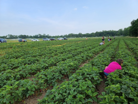 You’ll Have Loads Of Fun At These 6 Pick-Your-Own Fruit Farms Around Detroit