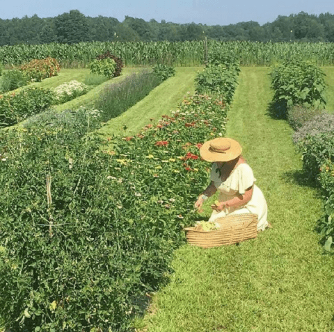 You Can Cut Your Own Flowers At The Festive Flower Stand Farm In New York