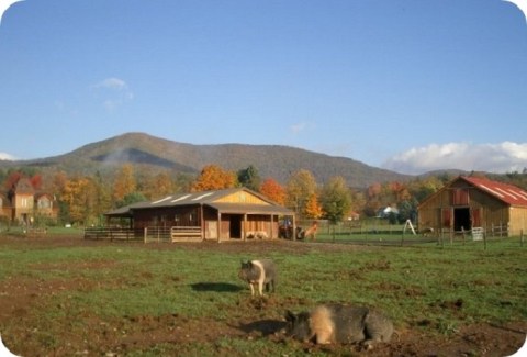 Cuddle The Most Adorable Rescued Farm Animals at Woodstock Farm Sanctuary In New York