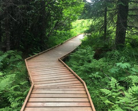 Greet Summer's Arrival On The Easy Dogwood Loop Boardwalk Trail In Alaska