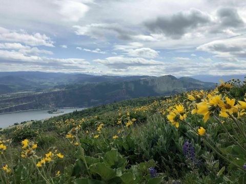 Breathtaking Views And Abundant Wildflowers Await You On The Coyote Wall Loop Trail In Washington