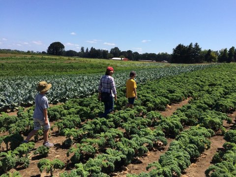 Pick Your Own Marionberries At Douglas Farm On Sauvie Island In Oregon This Summer