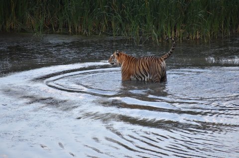 Colorado Is Home To The Wild Animal Sanctuary, The World's Largest Carnivore Sanctuary 