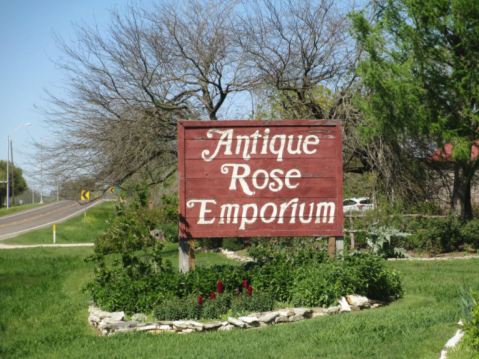 Frolic Through An 8-Acre Rose Garden At Antique Rose Emporium In Texas