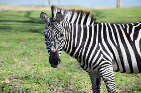 The Drive-Thru Gone Wild Safari In Louisiana Lets You Experience A Safari From You Own Car