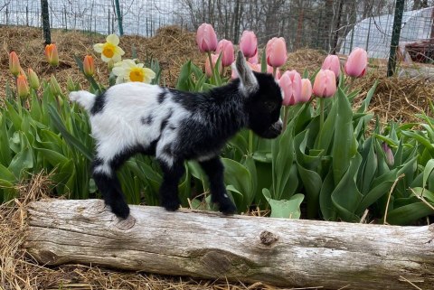 Visit Gooseberry Bridge Farm, A U-Pick Flower Farm In Missouri