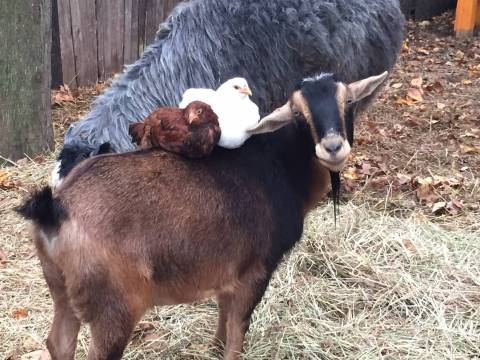 Visit The Most Adorable Rescued Farm Animals At 3 Palms Zoo In Delaware