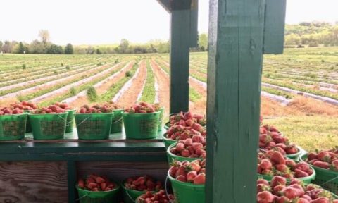 At Kelley's Berry Farm Just Outside Of Nashville, You Can Pick Your Own Farm-Fresh Berries For Yourself