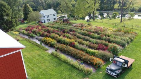 Visit Country Joy Flowers, A U-Pick Flower Farm In Pennsylvania