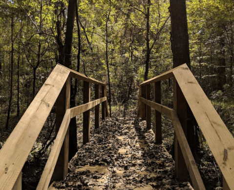 Adventure Awaits For You Along The 1-Mile Arrowwood Trail In Louisiana