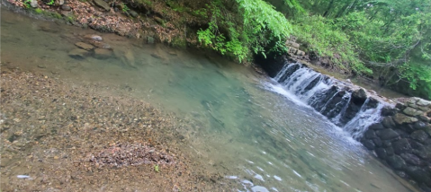 Bard Springs Recreation Area Is One Of The Most Underrated Summer Destinations In Arkansas