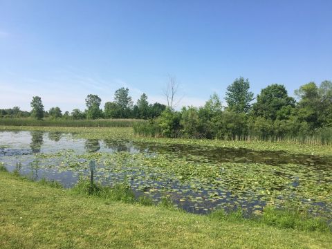 Wetland Garden Trail Near Detroit Leads To A Magnificent Hidden Oasis