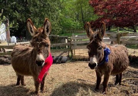 Cuddle The Most Adorable Rescued Farm Animals For Free At Locket’s Meadow Farm In Connecticut