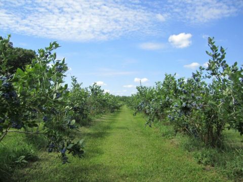 7 Delightful Farms In Indiana Where You Can Pick Your Own Food