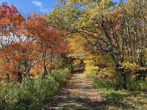 Mount Greylock State Reservation Is The Single Best State Park In Massachusetts And It's Just Waiting To Be Explored