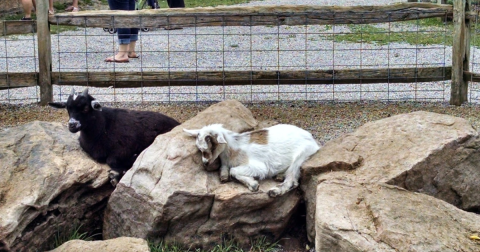 You’ll Never Forget A Visit To This One Of A Kind Exotic Animal Park Near Pittsburgh