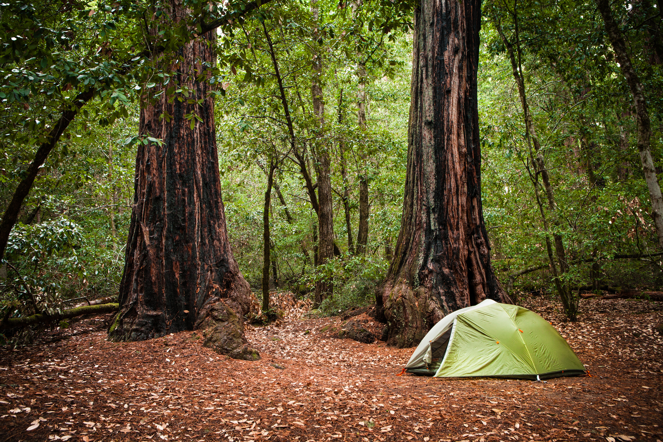 Northern California banner image