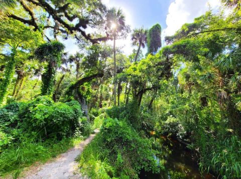 Florida’s Bear Creek Nature Trail Leads To A Magnificent Hidden Oasis