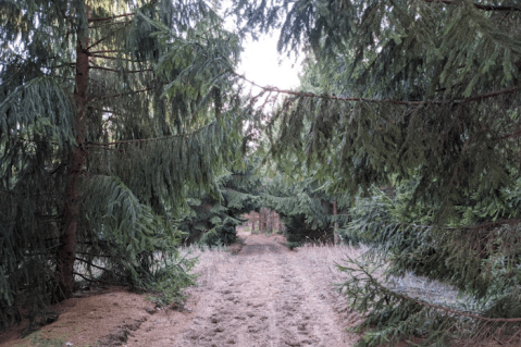 Hike Through Beautiful Oak Savanna At The Little-Known Sand Dunes State Forest In Minnesota