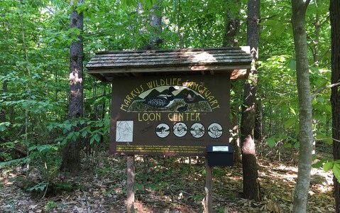 New Hampshire's Loon Center Is A 200-Acre Nature Sanctuary On Lake Winnipesaukee