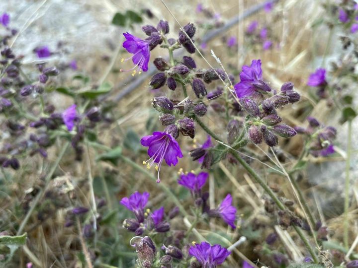 pretty flowers on Trail Canyon Falls in California