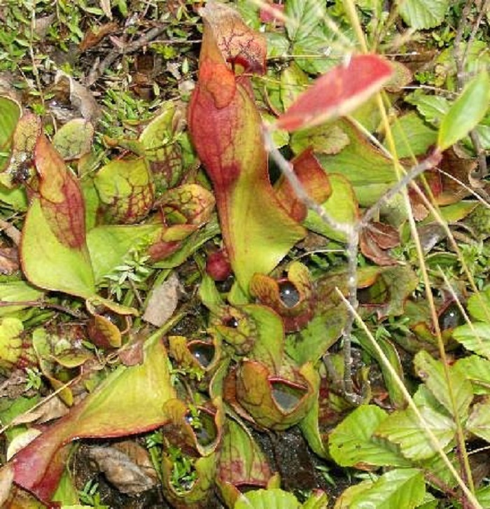 cranberry glades in west virginia