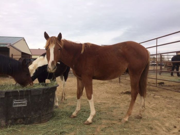 ranches in colorado