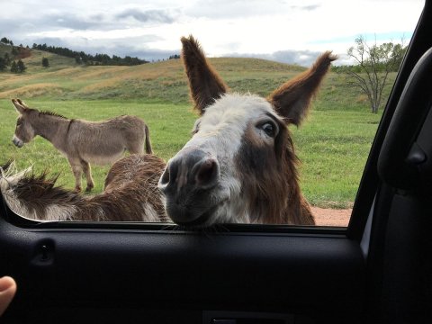 Hop In Your Car And Take The Wildlife Loop Road For An Incredible 18-Mile Scenic Drive In South Dakota